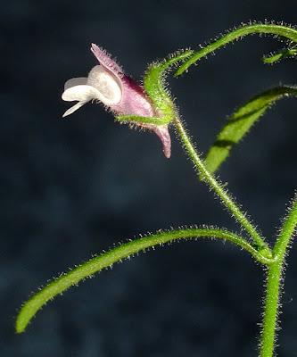 Chaenorrhinum minus, la Petite linaire
