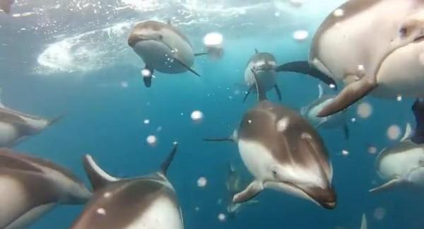 Nager avec des dauphins et la GoPro HD Hero2