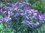 Aster d'automne