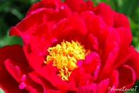 Macro Folie #6 Macro Folie #6