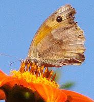 Macro Folie #6 Macro Folie #6