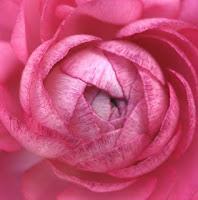 Macro Folie #6 Macro Folie #6