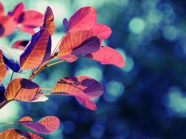 Mes souvenirs de vous.