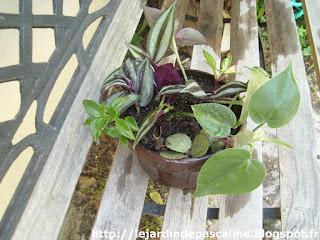 Il faut penser à la rentrée des plantes !!!