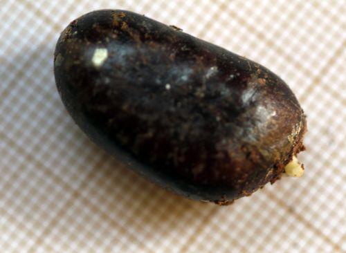 graine 1 asimina veneux 5 avril 2012 007.jpg