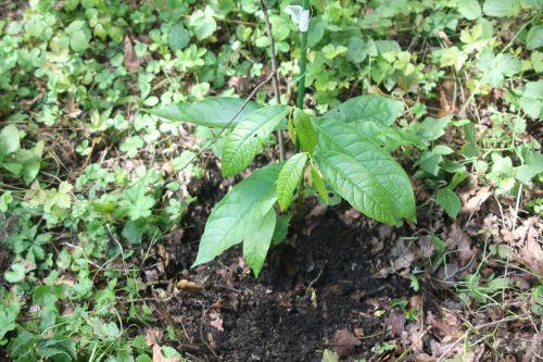 2 asimina romi 30 août 2011 012.jpg