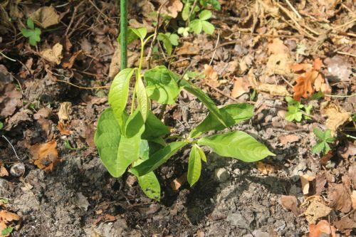 asimina b romilly 21 août 2012 008.jpg