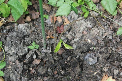 asimina a romilly 29 juil 2012 097.jpg