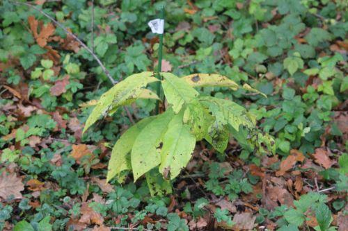 4 asimina romi 7 nov 2011 012.jpg