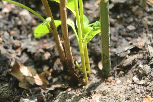 asimina c romilly 21 août 2012 010.jpg