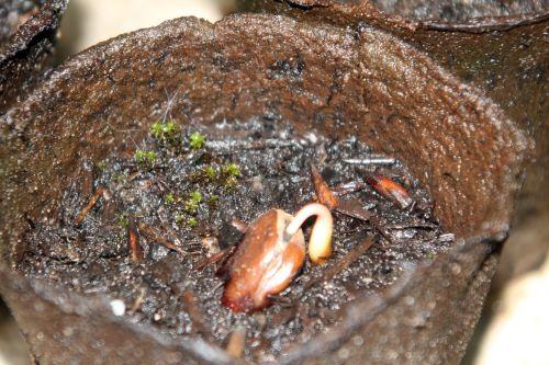 semis asimina veneux 23 août 2012 013.jpg