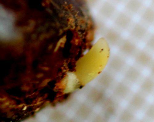 graine 2 asimina rec veneux 5 avril 2012 002.jpg