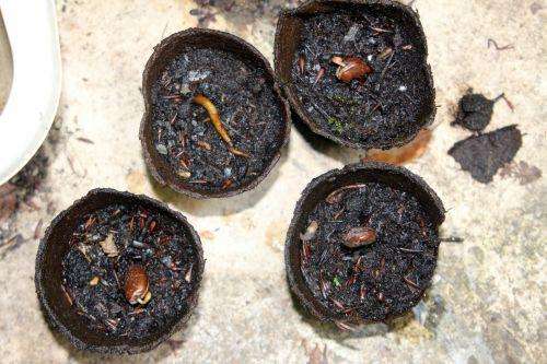 semis asimina veneux 23 août 2012 009.jpg