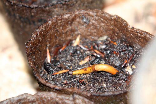 semis asimina veneux 23 août 2012 012.jpg