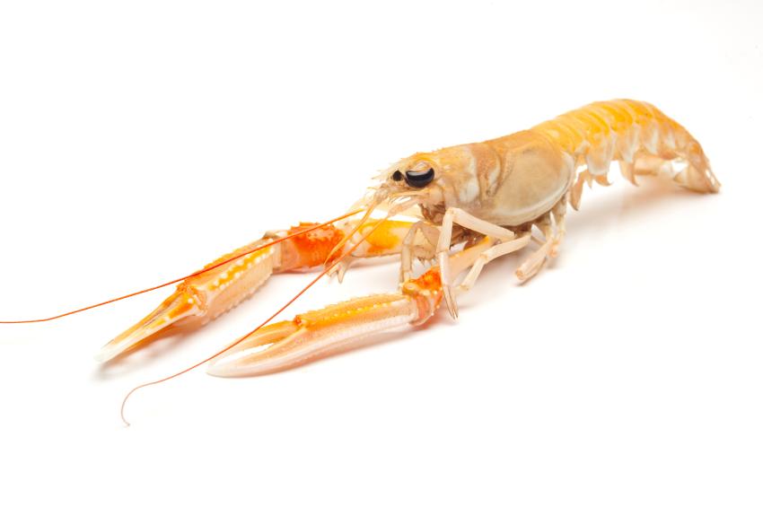 La recette à tester : langoustines et asperges à l’aïoli !