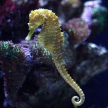 Saisie de 16 000 hippocampes séchés