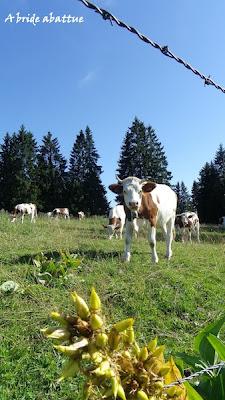 Le fort Saint-Antoine ... pour tout savoir de l'affinage du comté