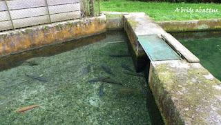 Le fort Saint-Antoine ... pour tout savoir de l'affinage du comté