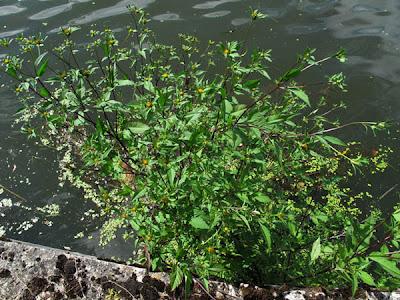 Au bord de l’eau (10) : des espèces invasives