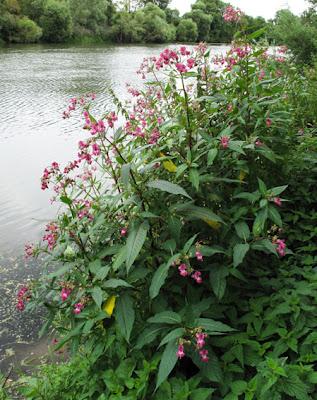 Au bord de l’eau (10) : des espèces invasives