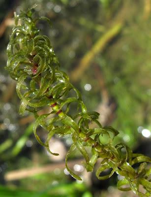 Au bord de l’eau (10) : des espèces invasives