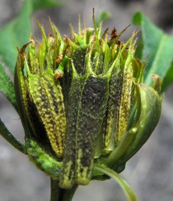 Au bord de l’eau (10) : des espèces invasives