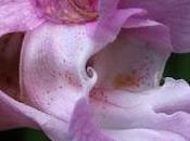 bord l’eau (10) espèces invasives