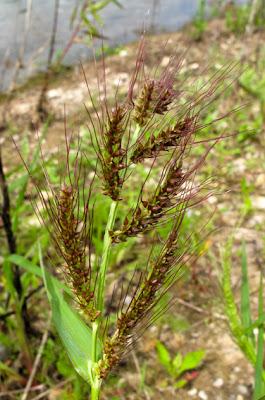 Au bord de l’eau (10) : des espèces invasives