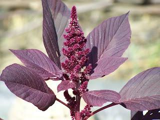 Quelques photos d'Amaranthe