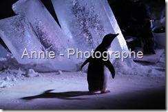 photographie pingouins photos pingouin photo photographies oiseaux plein air nature