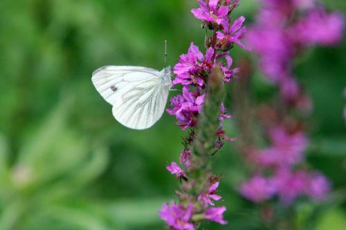 8 lythrum salicaria romilly 16 juil 2012 265.jpg