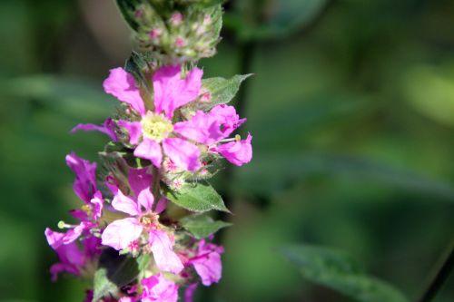 7 lythrum salicaria romilly 29 juil 2012 030.jpg