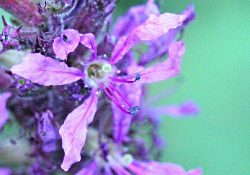 13 salicaire fl romi 22 juil 2010 p 146.jpg