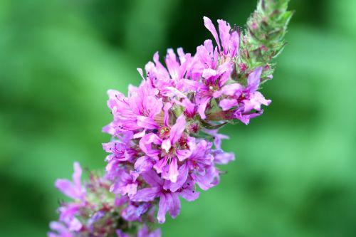 6 salicaire trifouilly 5 août 2008 017.jpg