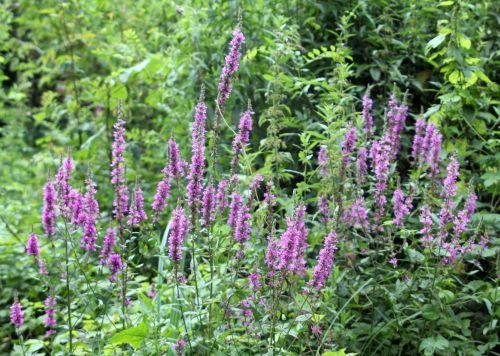 2 lythrum salicaria romilly 29 juil 2012 027.jpg