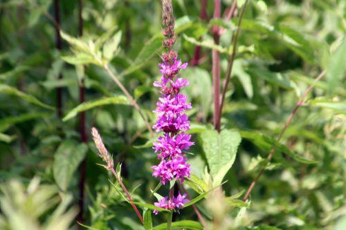 5 lythrum salicaria romi 19 juin 012.jpg