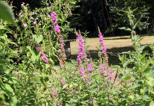4 lythrum salicaria romilly 29 juil 2012 062.jpg