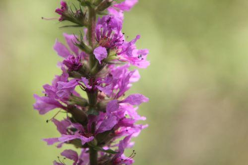 10 lythrum salicaria romilly 29 juil 2012 028.jpg