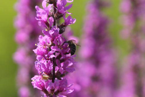 9 lythrum sal paris 2 juil 2011 309.jpg