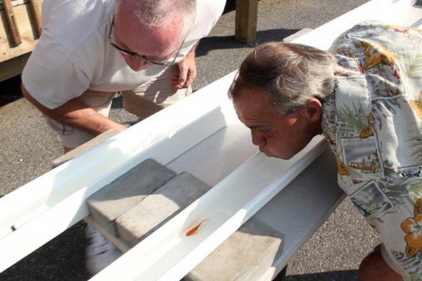 Métier: organisateur de courses de poissons rouges