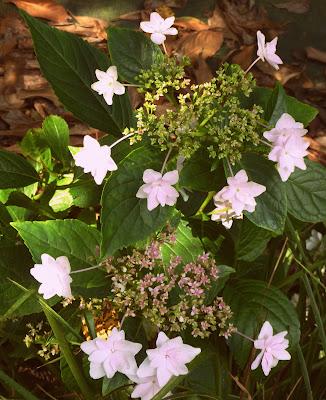 Quitter tout ce Bleu en pagaille(qui m'a fait un bien fou...
