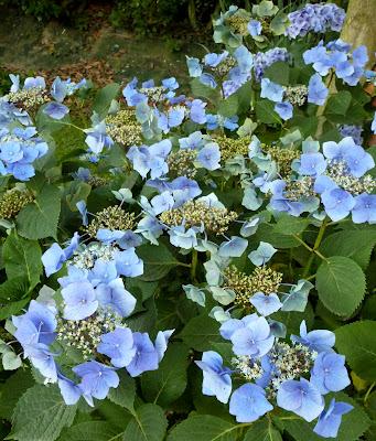 Quitter tout ce Bleu en pagaille(qui m'a fait un bien fou...