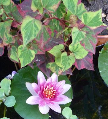 Quitter tout ce Bleu en pagaille(qui m'a fait un bien fou...