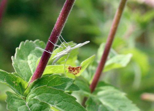 pterophore 31 juillet 2008 093.jpg