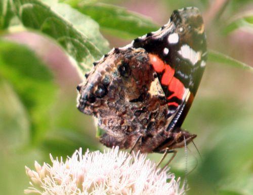 vulcain+ romi 9 août 128.jpg