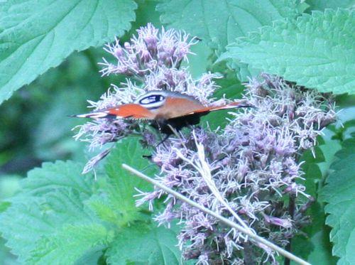 paon 6 sept 2008 083.jpg