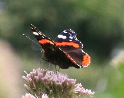 vulcain sur eupatoire 31 juillet 2008 016.jpg