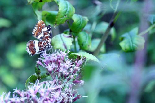 carte geo 6 sept 2008 078.jpg