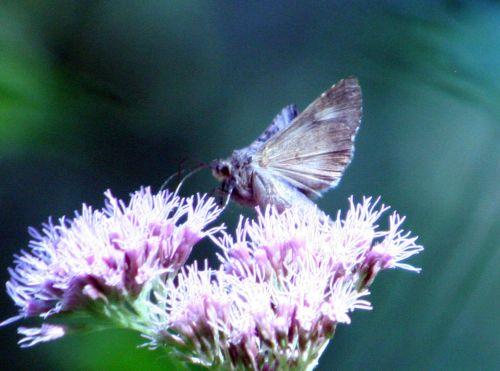 lambda romi 12 août 079.jpg