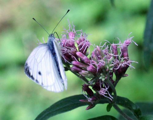 pieride eup trompe 6 sept 2008 090.jpg
